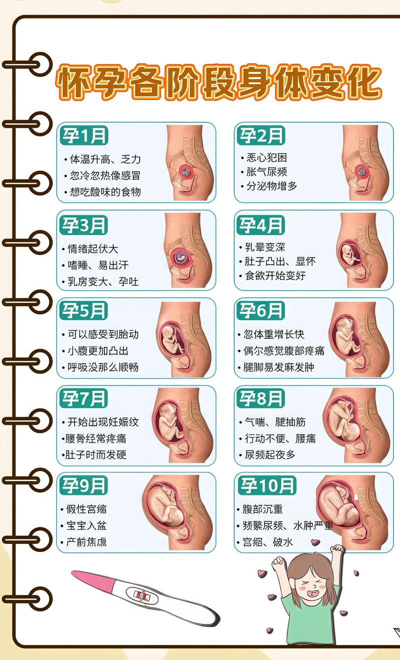 揭秘供卵代孕妈妈怀孕小腹分两节，孕期变化的奥秘眉山代生机构: